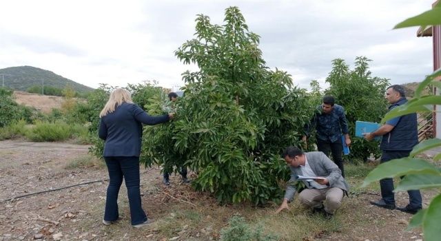 En güzel avokado için jüri değerlendirmeleri yapıldı