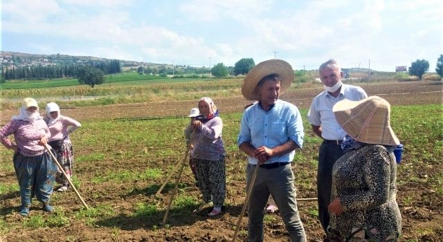 Sarıbal: Sömürü çarkının dişlileri kadın çiftçileri eziyor