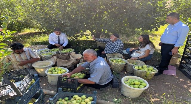 Sof Dağı elmaları Kooperatif Marketle değerleniyor