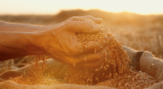 Tiryaki Agro, hasat yapan çiftçilere reklam filmiyle teşekkür etti