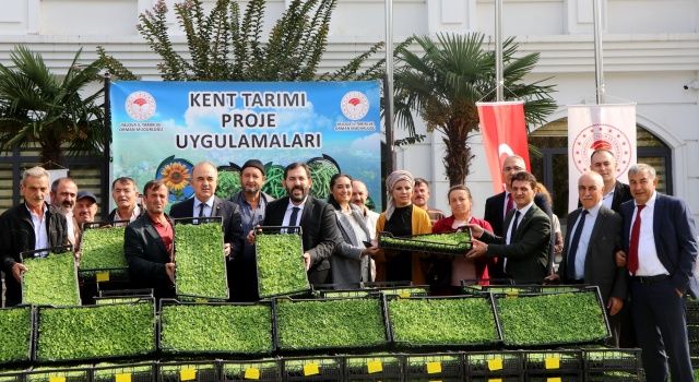 Tohumdan Çatala Kışlık Sebze Projesi kapsamında 492 bin kıvırcık marul fidesi dağıtıldı