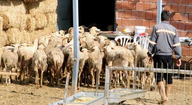 Yalova kıvırcığı resmen tescillendi