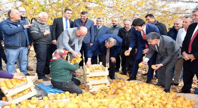 Adıyaman’da “Cennet Hurması” hasadı başladı