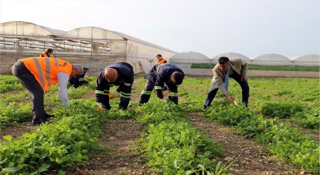 Akdeniz Belediyesi’nin toprakla buluşturduğu maralfalfa bitkisi çelikleri yeşerdi