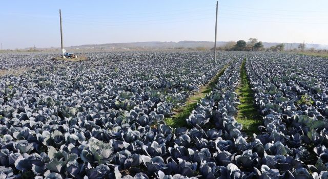 Bafra da Kırmızılahana Hasadı Yüz Güldürüyor