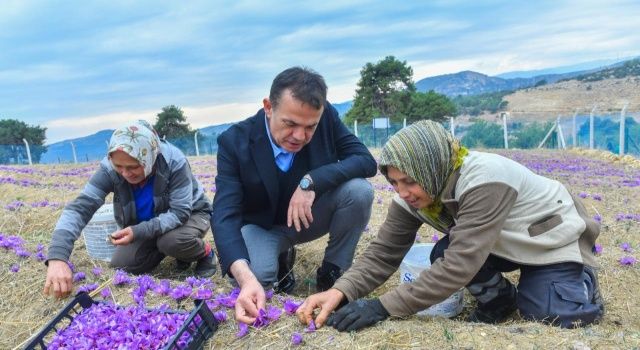 Dünyanın en pahalı baharatı Mersin Yenişehir’de yetiştiriliyor