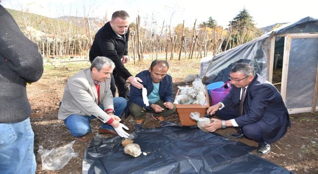 Eğirdir koşullarında ‘kuzu göbeği’ mantarı denemesi başladı