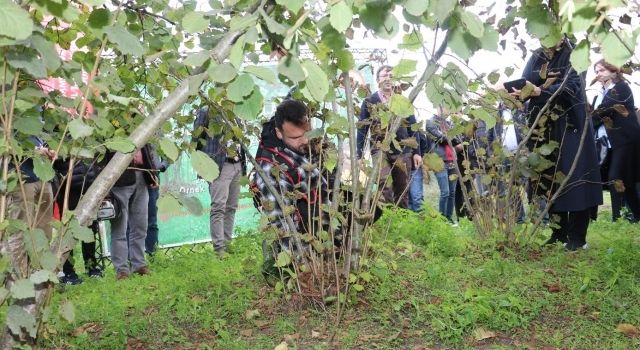 Fındık Bahçelerinde Doğru Bakım Ve Besleme İle Verim Artışı Mümkün