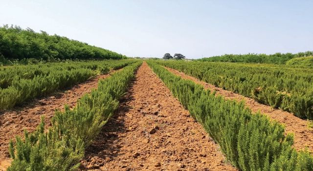 Sakarya'da biberiye üretimi 12 tona ulaştı