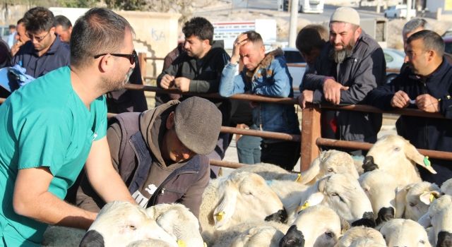 Yüzde 50 Hibeli Damızlık Koçlar Yetiştiricilere Teslim Edildi