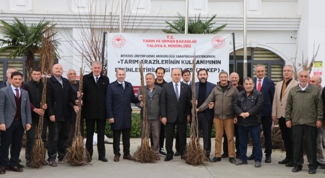 Çiftçilere TAKE Projesi Kapsamında Trabzon Hurması Ve Ceviz Fidanı Dağıtıldı