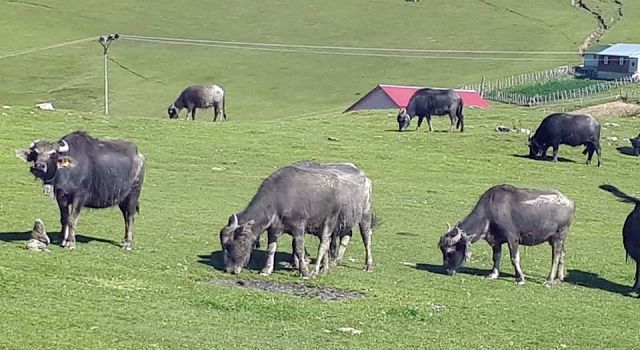 Düve ve Manda Alımlarına Yüzde 50 Hibe Desteği