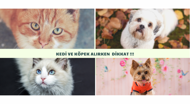 Kedi ve Köpek Alırken Dikkat Edin