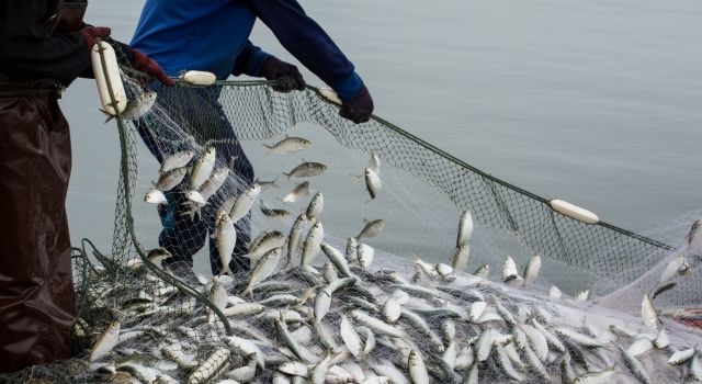 Muğla, su ürünleri ihracatında Türkiye lideri