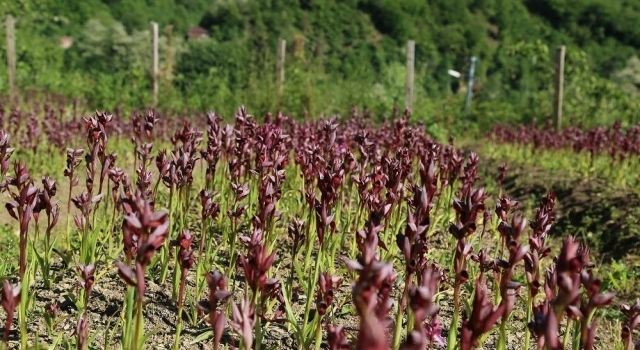 Ordu’da Salep Üretimi Artıyor