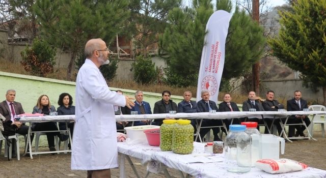 Samsun’da Zeytin Üretimi Meyvelerini Vermeye Başladı