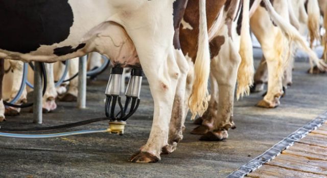 Toplanan inek sütü miktarı yüzde 9,6 azaldı