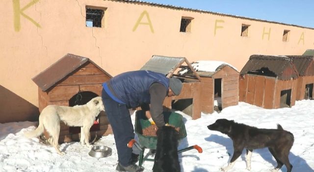 Veteriner Hekimleri Odası: Görüntüler Gerçeklerle Bağdaşmıyor