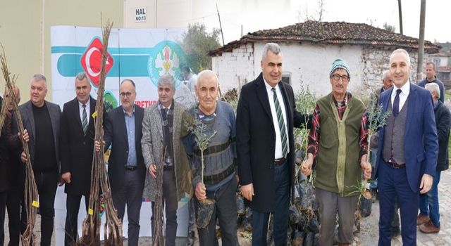 Yangında Zarar Gören Üreticilere Zeytin Fidanları Dağıtıldı