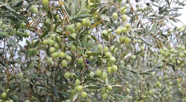 Balıkesir Zeytin ve Zeytinyağı İhracatında Rekor Kırdı