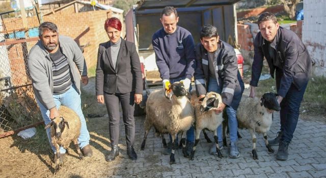 Başkan Çerçioğlu Koyunları Telef Olan Üreticiye Destek Oldu