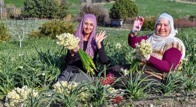 Büyükşehir’den Nergis Şenliği