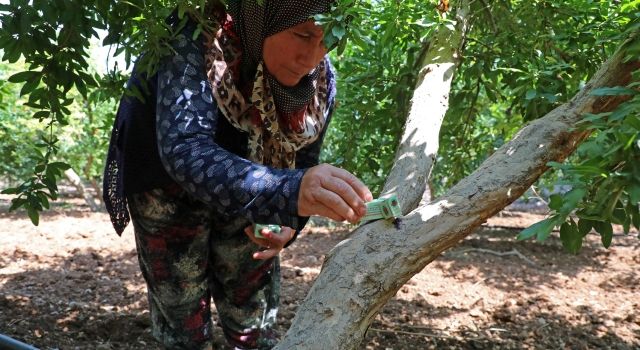 Büyükşehir’den üreticiye faydalı böcek