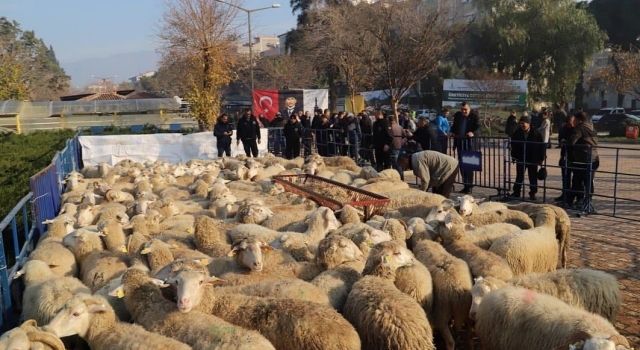 Büyükşehir’in Ödemiş’te dağıttığı küçükbaş sayısı 2 bini aştı