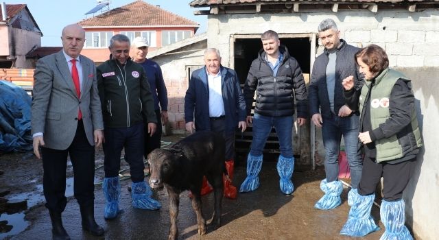 Samsun İlinde Manda Türünde Suni Tohumlama Projesi