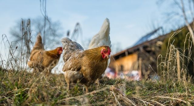 Tavuk Eti Üretim Miktarı Yüzde 1,4 Arttı
