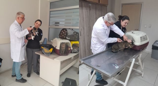 Yalova’da 9 Bin 32 Sahipli Kedi Ve Köpek Kimliklendirildi