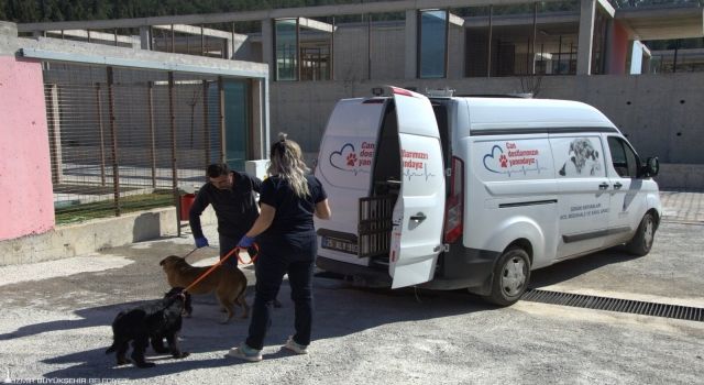 Enkazdan kurtarılan hayvanlar İzmir’e getirildi 18 Şubat 2023 Cumartesi