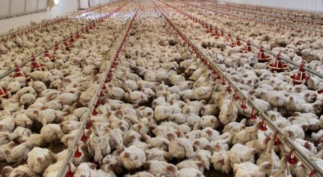 Türkiye'de geçen yıl 2,4 milyon ton tavuk eti üretildi