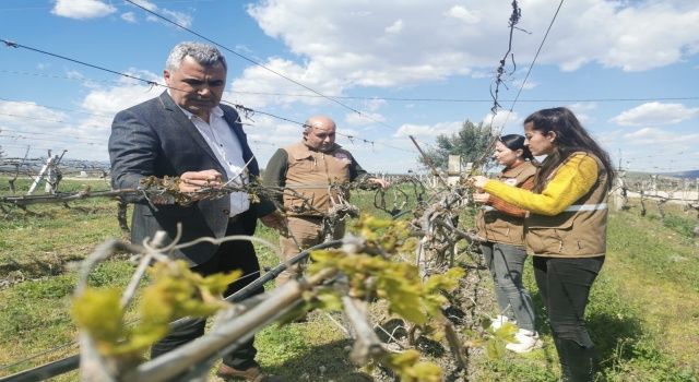 Akhisar’da Bağları ve Bademleri Don Vurdu!