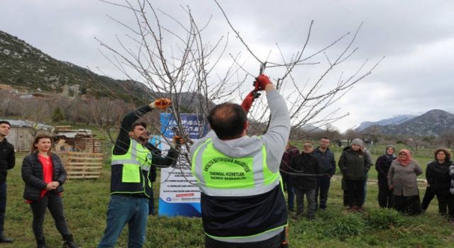 Akseki ve Demre’de budama ve aşılama eğitimi verildi