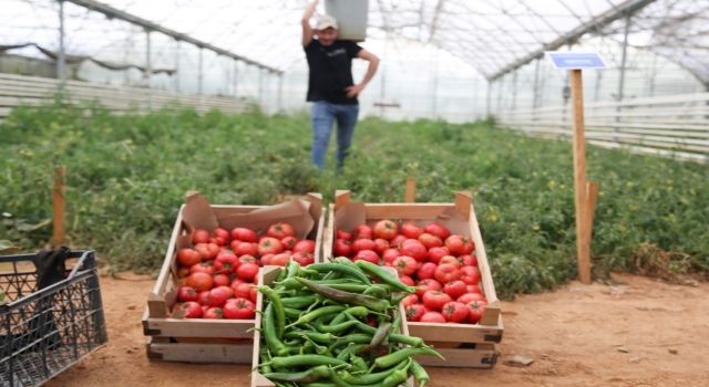 Aydın’da Ata tohumlarının hasadı başladı