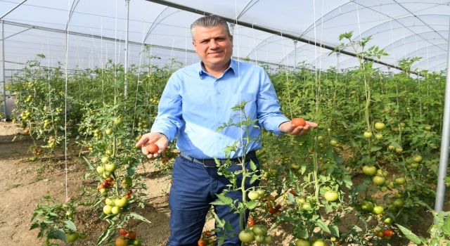 Barut: Domates üreticileri perişan halde