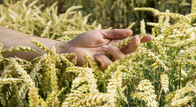 Bayer, Tohumdan Hasada Sürdürülebilir Buğday Üretimine Destek Oluyor