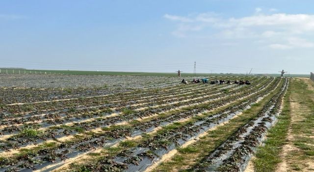 Çilek tarlaları yeni sezona hazırlanıyor