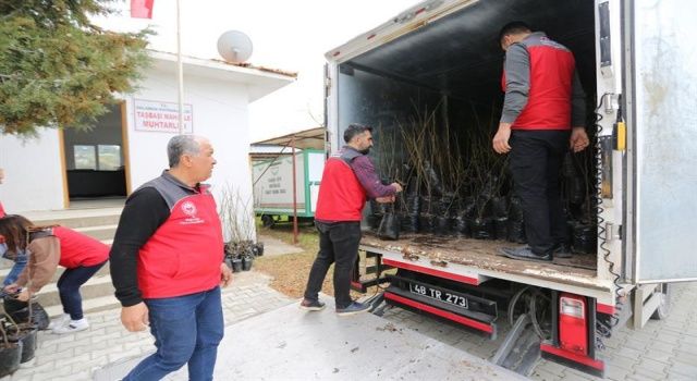 Dalaman’da Bin 470 Adet Dalaman Kaya İnciri Fidanı Toprakla Buluştu