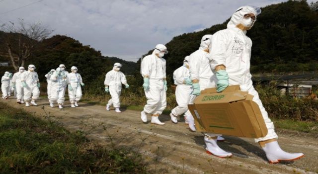 Japonya'da kuş gribi ülke geneline yayılıyor