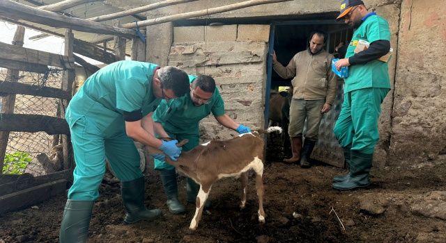 Konya Büyükşehir Hatay’daki Üreticilerin Hayvanlarına Muayene Hizmeti Veriyor