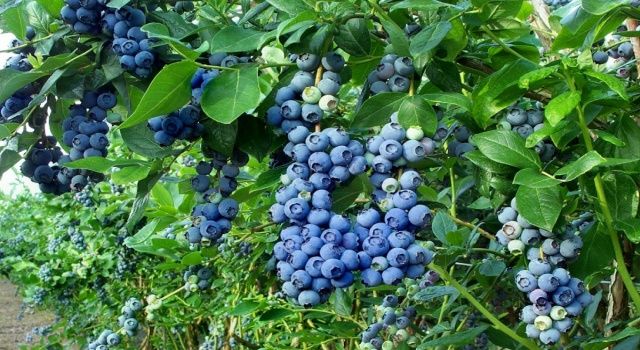 Maviyemiş ve Salep Üretimine Hibe Desteği