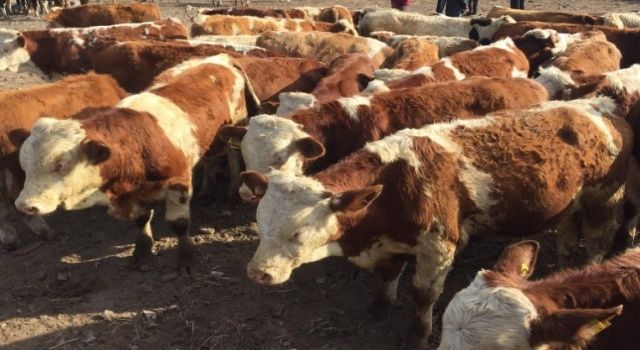 Tarım ve Orman Bakanlığı "Besilik Erkek Sığır İthalat Başvuru Duyurusu" yayınladı