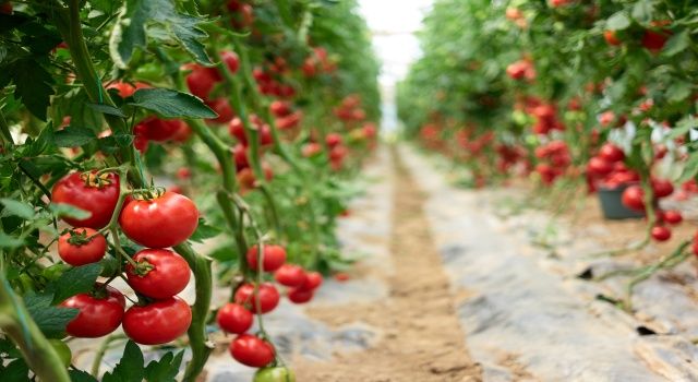 Taze domates ihracatındaki yasak kaldırıldı, domates ve türev ürünlerde 1 milyar dolarlık ihracatın yolu açıldı