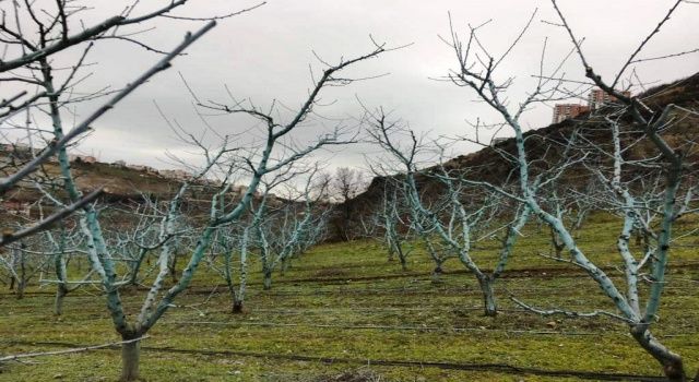 Üreticilerin Dikkatine Bordo Bulamacı Uygulama Zamanını Kaçırmayalım !