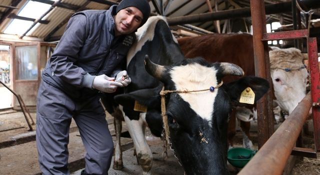 2023 İlkbahar Dönemi Şap Aşılamaları Devam Ediyor