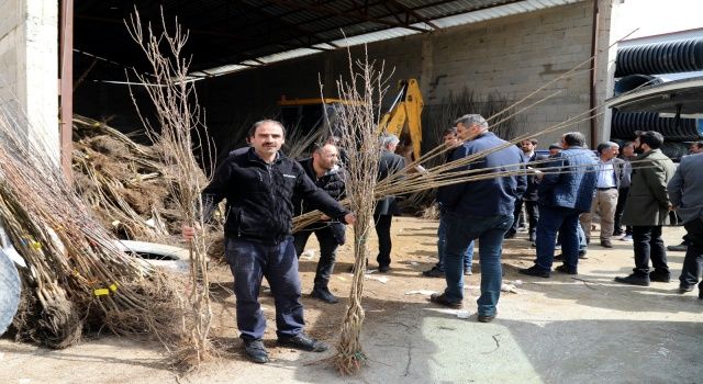 Büyükşehirden çiftçilere meyve fidanı desteği