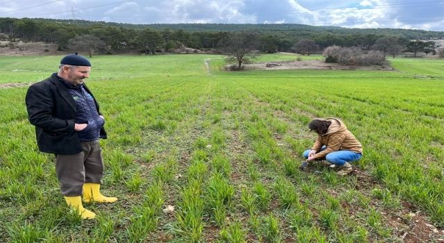 Kütahya'da sertifikalı buğday ve arpa tohumlarının arazide çıkış kontrolleri yapılıyor