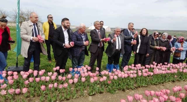 Ladik İlçesinde Lale Şenliği Gerçekleştirildi